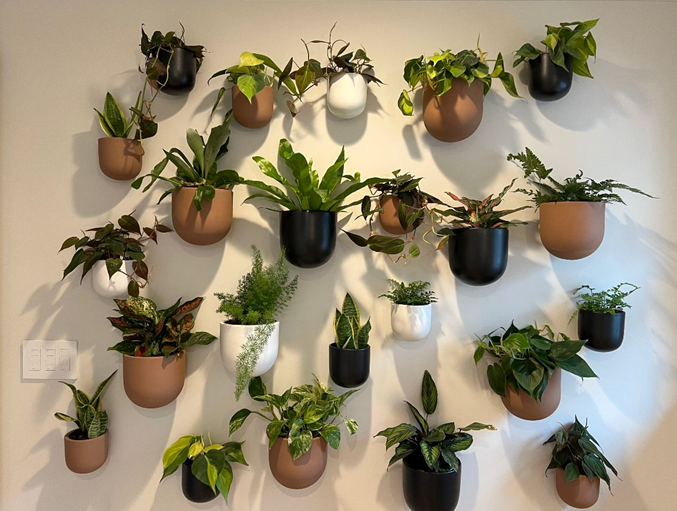 Plant Wall